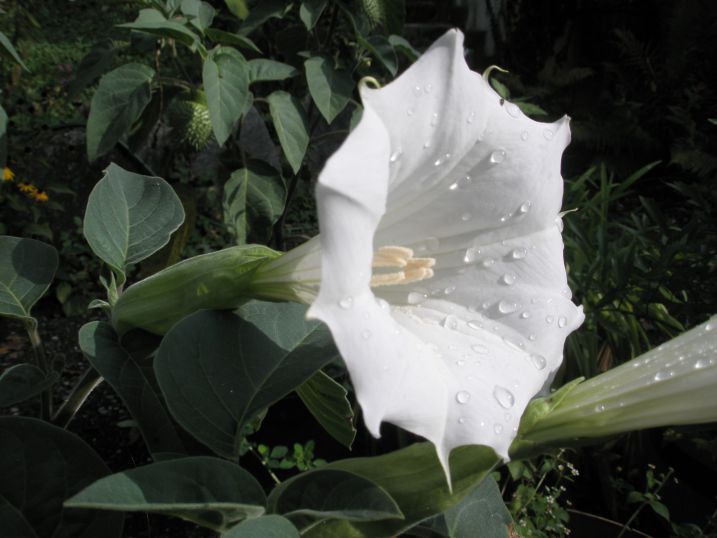 nelumbo nucifera