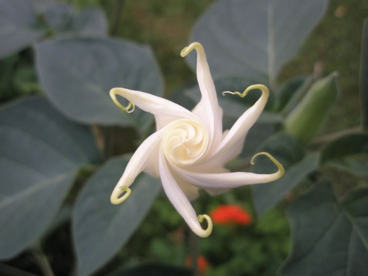 nelumbo nucifera