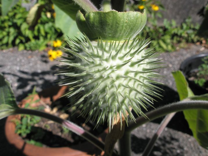 nelumbo nucifera