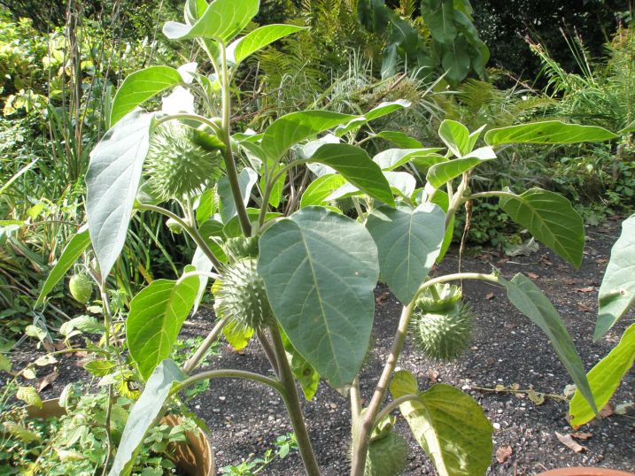 nelumbo nucifera