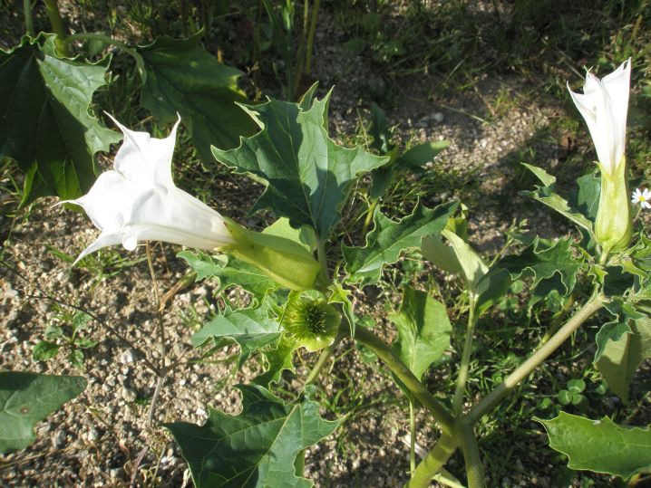 nelumbo nucifera