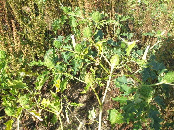 nelumbo nucifera