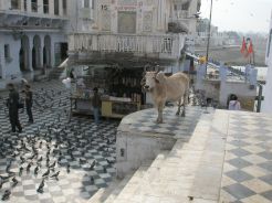 Pushkar