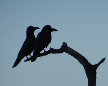 Rishikesh crows India 2014