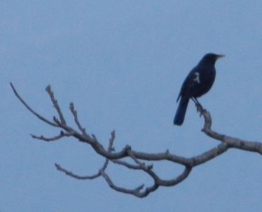 Greywinged Blackbird Kumaon 2014