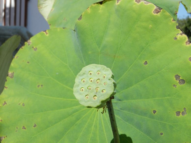 nelumbo nucifera