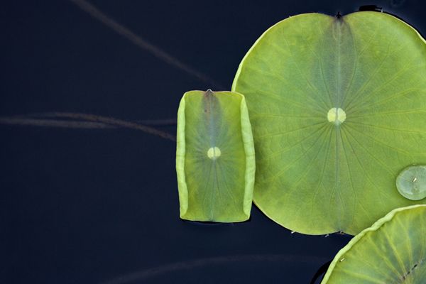 nelumbo nucifera