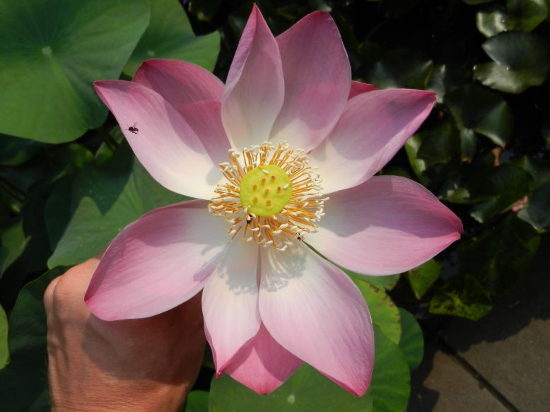 nelumbo nucifera