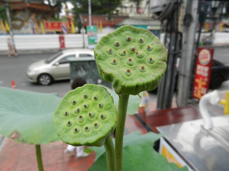 nelumbo nucifera