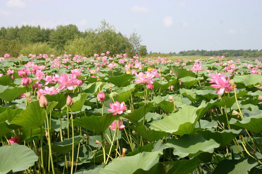 nelumbo komarovii