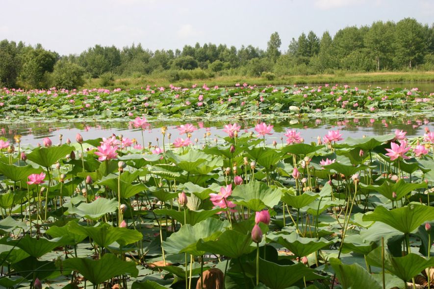 nelumbo komarovii