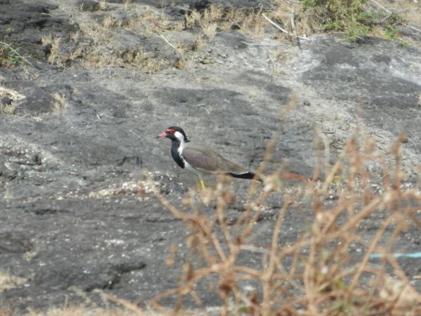 lapwing