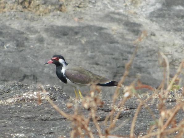 lapwing