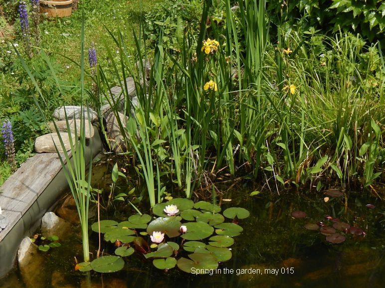 nelumbo nucifera