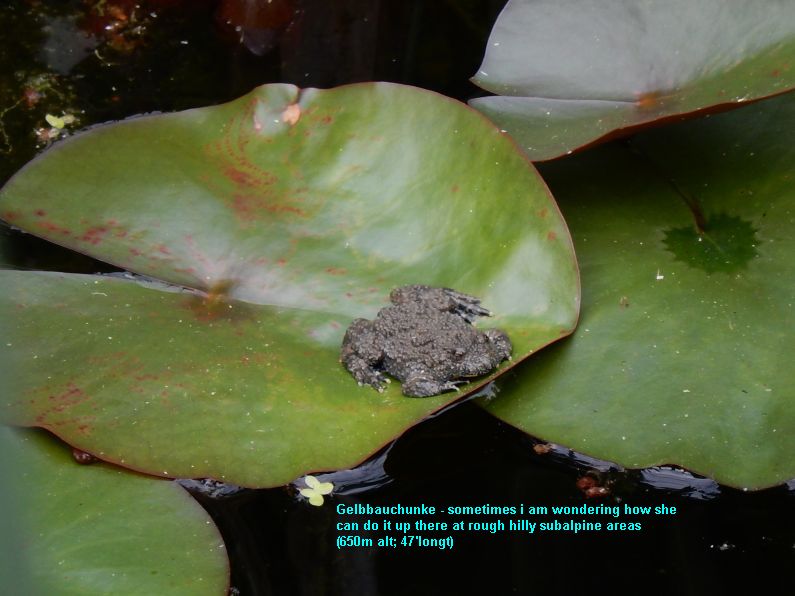 nelumbo komarovii