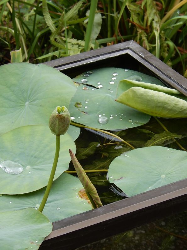 nelumbo nucifera