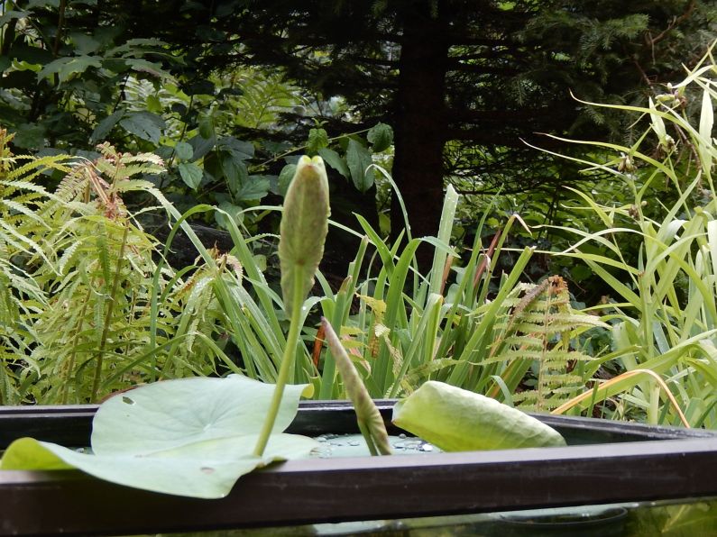 nelumbo nucifera