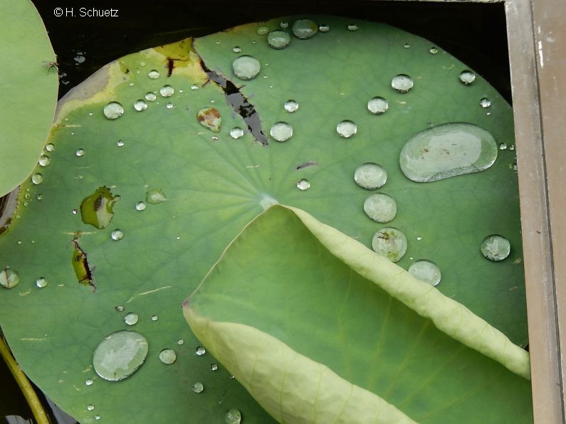 nelumbo nucifera