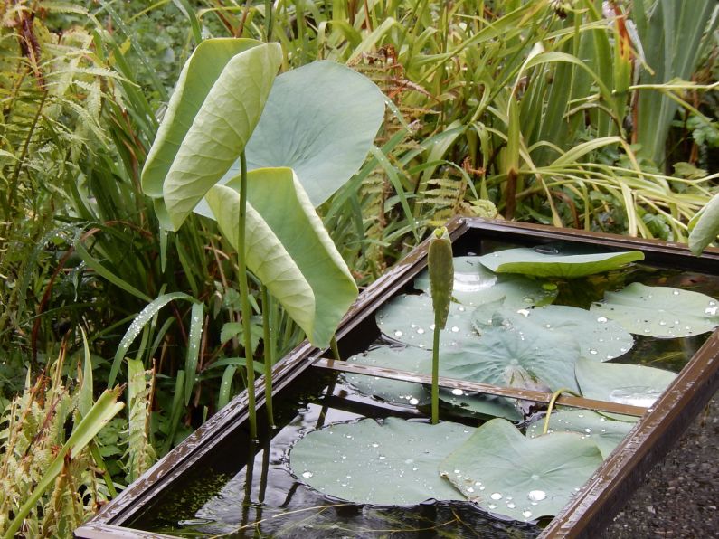 nelumbo nucifera