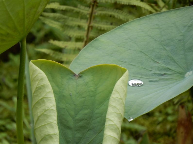 nelumbo nucifera