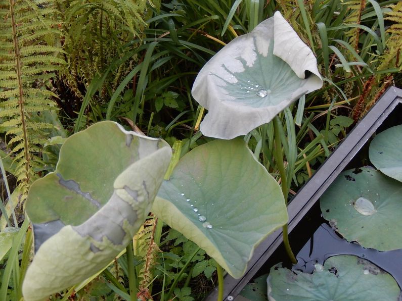 nelumbo nucifera