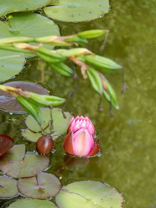 nelumbo nucifera