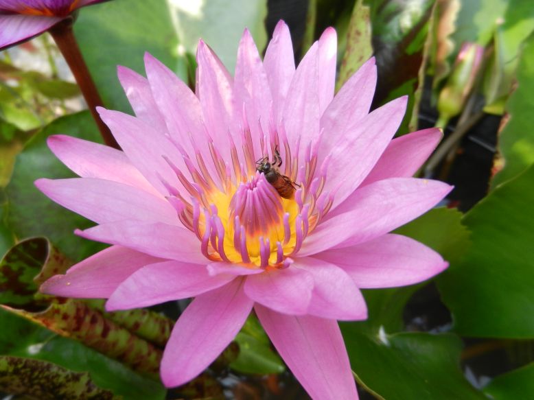 Seerosen Waterlilies