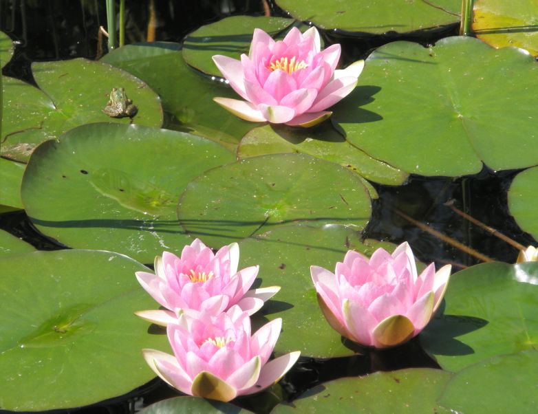 Seerosen Waterlilies