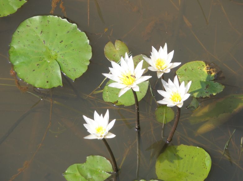 Seerosen Waterlilies