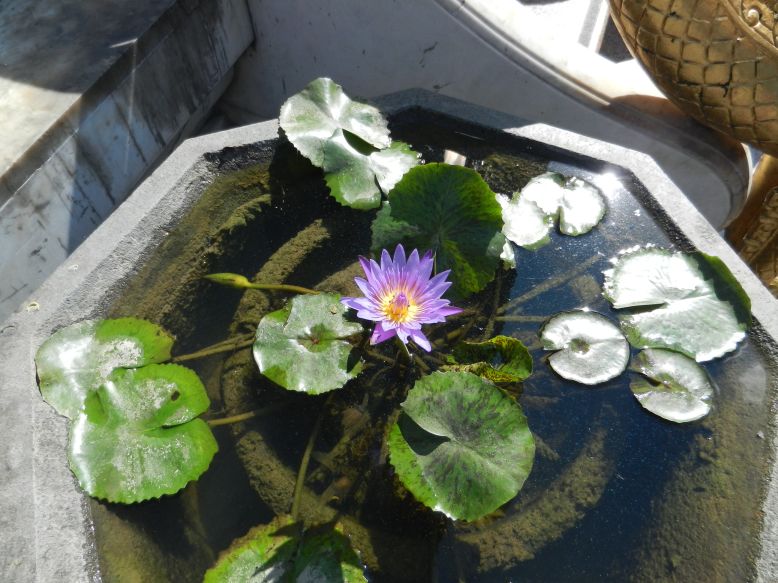 Seerosen Waterlilies