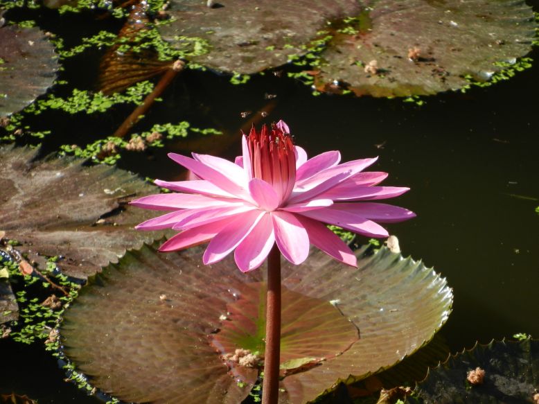 Seerosen Waterlilies