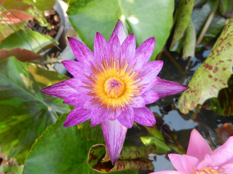 Seerosen Waterlilies