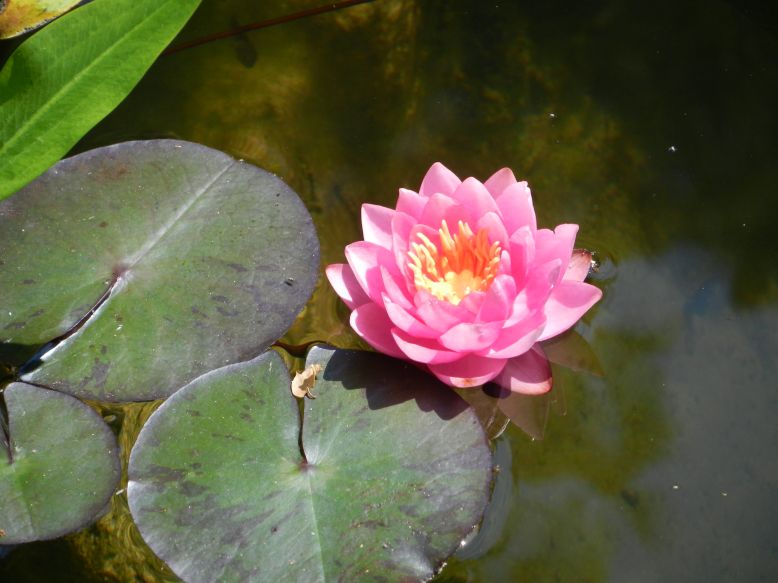 Seerosen Waterlilies