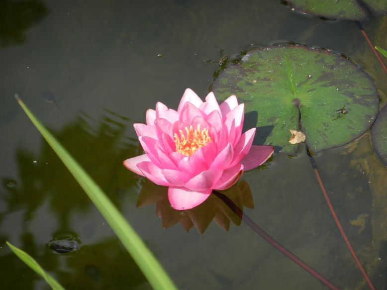 Seerosen Waterlilies