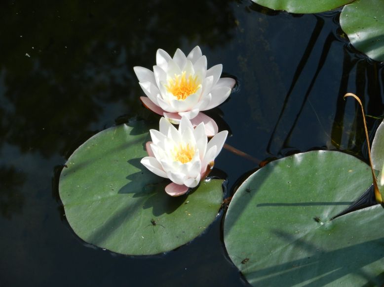 Seerosen Waterlilies