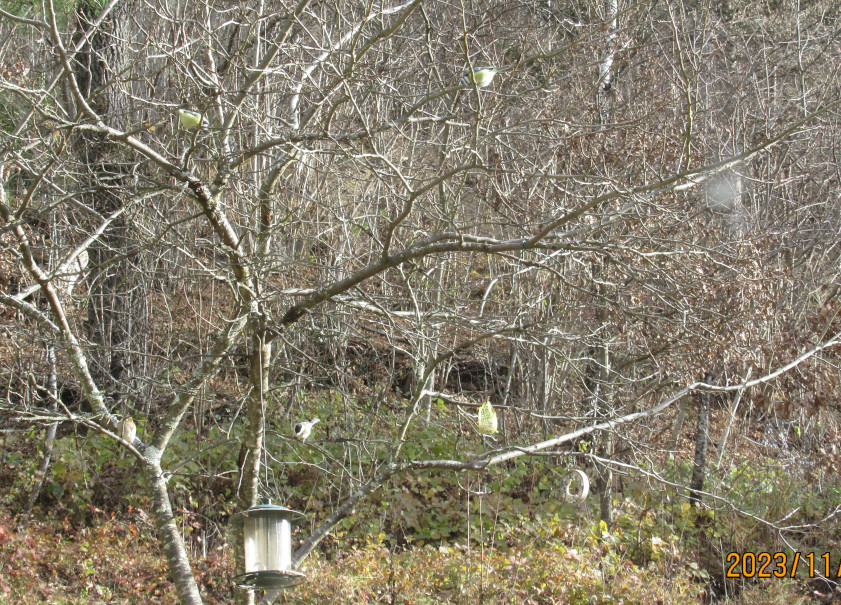 dead wood