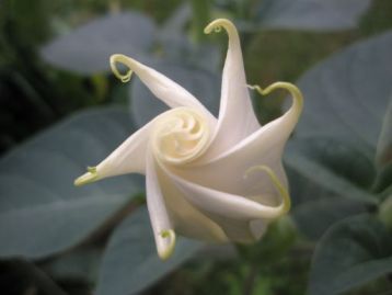 datura