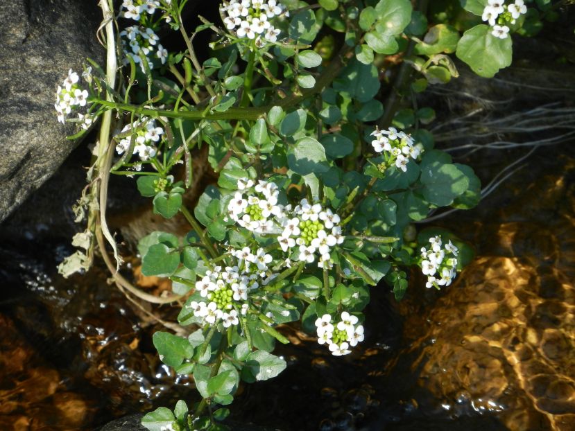 Kosi river