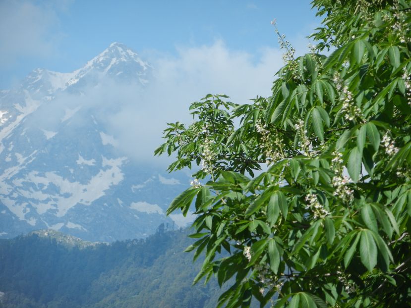 Dharamsala_HP