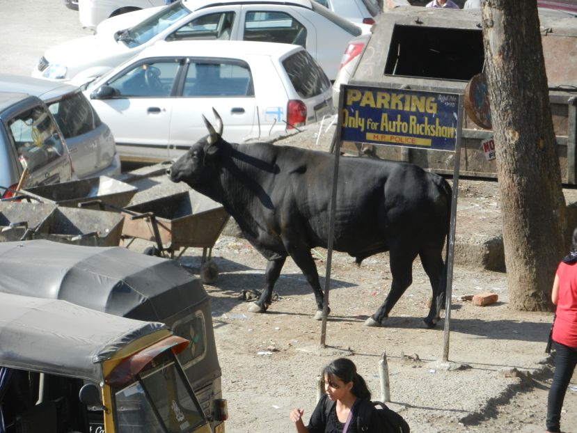 Dharamsala_HP